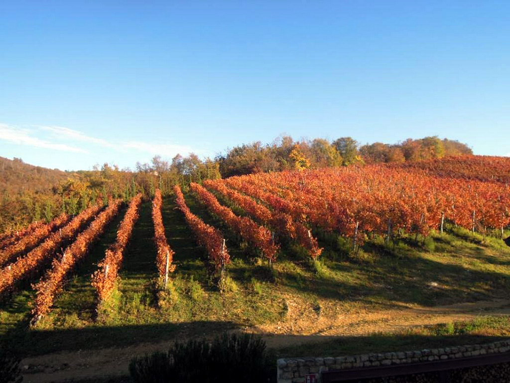 2_Del-Re╠Cbene_vigneto-in-autunno_Dicembre-23 Degustazione vino con EUSTACHIORA e Cantina Del Rèbene