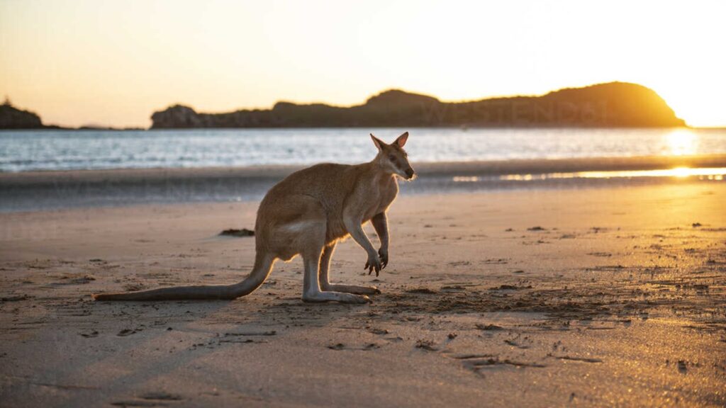 Isola-dei-Canguri-Australia-1024x576 Fauna selvatica: 5 destinazioni per scoprirla