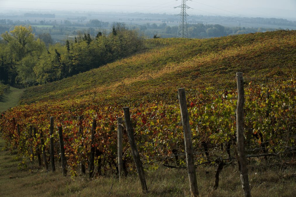 2_Vigne-Imbrunire_Panizzari L'azienda Panizzari e i suoi vini, nel distretto EustachiORA