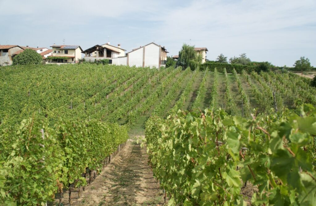 3_Vigne_Panizzari-1024x670 L'azienda Panizzari e i suoi vini, nel distretto EustachiORA