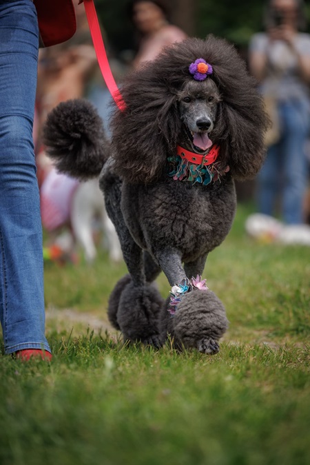 PFP-44 Pet Glamour Parade, gli amici a quattro zampe a Viareggio