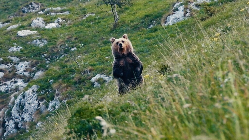 Ersatz-fals-das-von-Horst-nicht-genommen-werden-kann.-Ist-aber-zweite-Wahl._1.1.1-1024x576 Pericolosamente vicini: il documentario sul rapporto tra uomo e orso