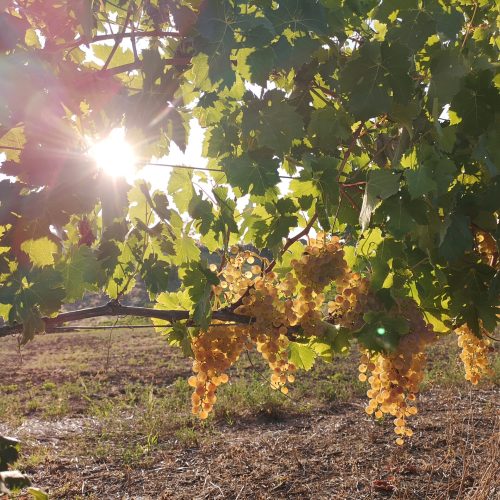 Una-tradizione-di-famiglia Wine Week: Cascina Giambolino x VisionOttica Il punto di vista